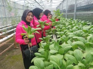 Bhayangkari Ranting Polsek Krian Dukung Program P2L dengan Panen Bokcay di Ponokawan Krian