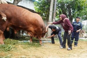 Dinas Pangan dan Pertanian Sidoarjo Pastikan Hewan Kurban Wabup Sidoarjo Dalam Kondisi Sehat