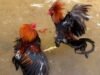 DIDUGA TERSANGKA JUDI SABUNG AYAM DILEPAS KINERJA POLRES BANGKALAN DI PERTANYAKAN