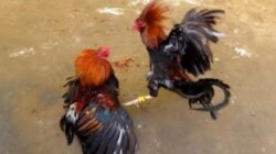 DIDUGA TERSANGKA JUDI SABUNG AYAM DILEPAS KINERJA POLRES BANGKALAN DI PERTANYAKAN